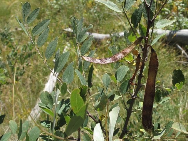 Robinia neomexicana